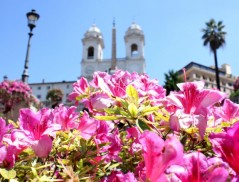 Las azaleas de Trinità dei Monti