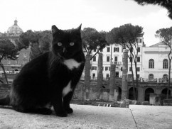 Torre Argentina, la ciudad de los gatos de Roma